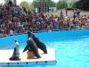 Deux otaries marineland